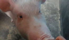 猪猪视频,萌宠日常，欢乐无限