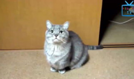 搞笑猫咪视频,猫咪视频笑料连连