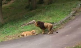 女人和动物交配视频,揭秘人类与动物交配的禁忌真相
