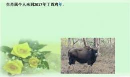 牛牛精品视频,探索视觉盛宴的奥秘