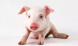 猪视频,趣味横生的动物世界